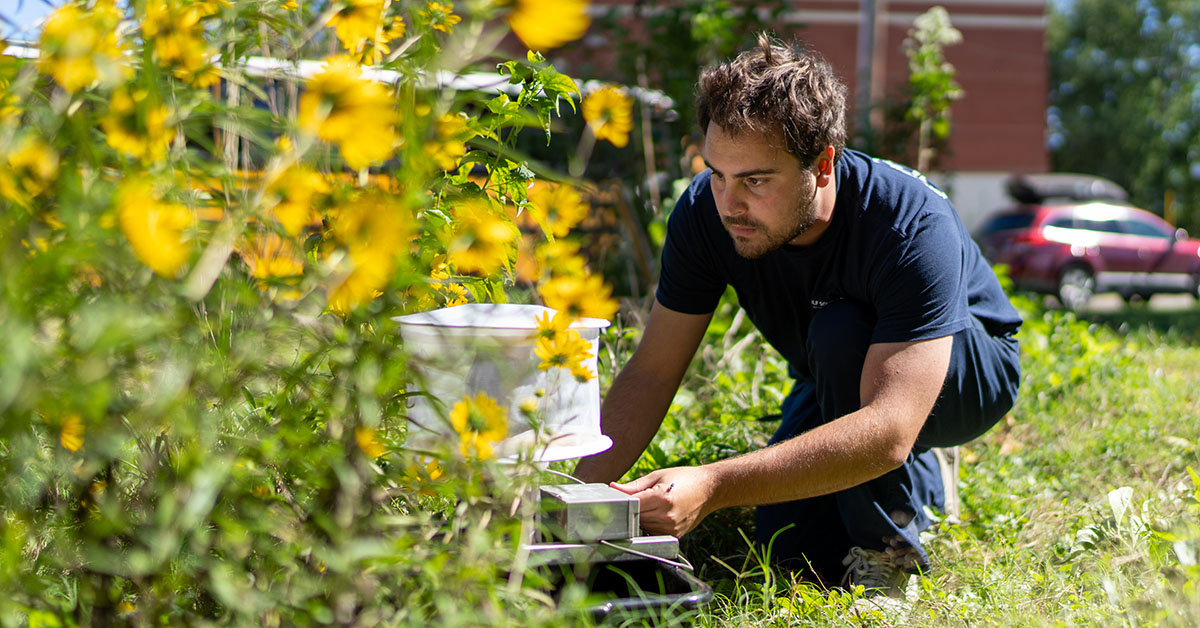 Person positioning a mosquito surveillance trap in a weeded area behind a building.