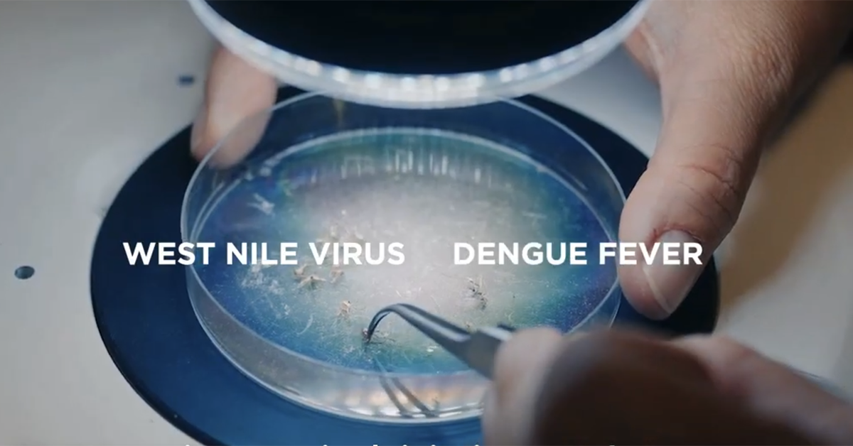 Close-up image of petri dish with worker using tweezers to count mosquito larva. Words "West Nile Virus" and "Dengue Fever" are superimposed on the image.