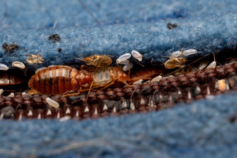Cimex lectularius - bedbugs in a Matress seam
