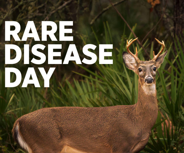 Male whitetail deer with palmetto plants in background are affected by Jamestown Canyon virus.