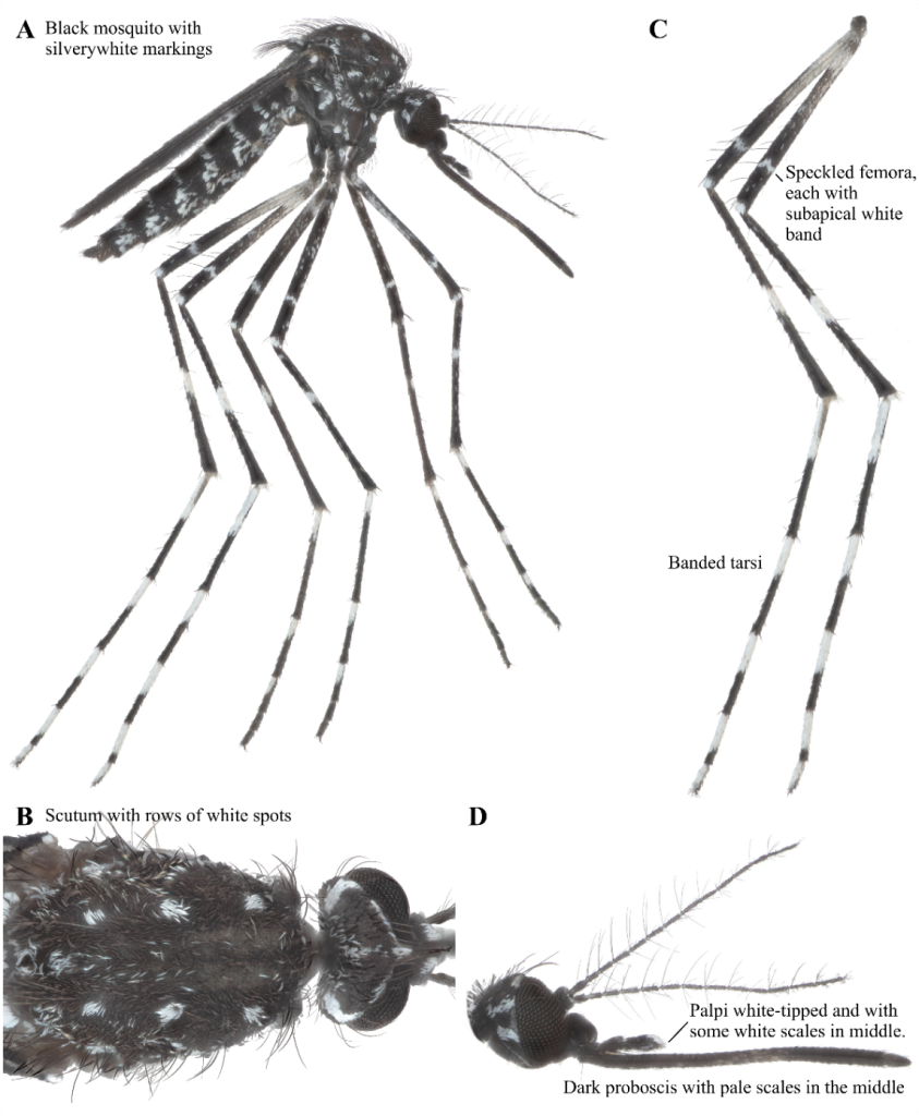 Identification markers for Aedes vittatus mosquito