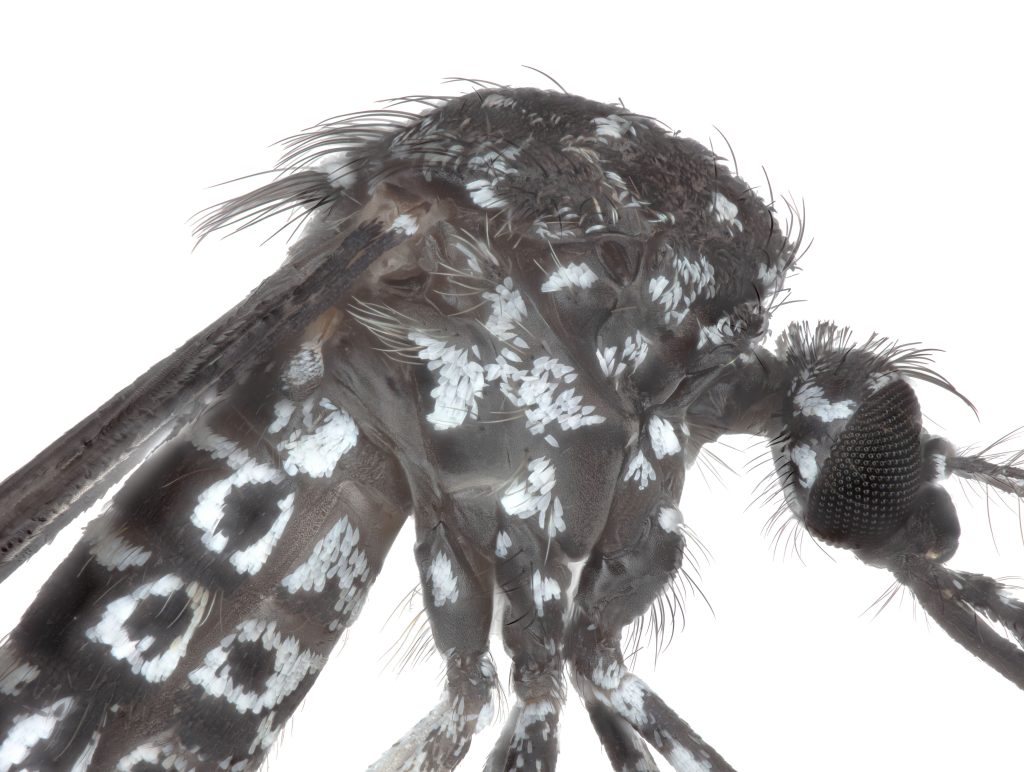 Aedes vittatus lateral side-mounted view