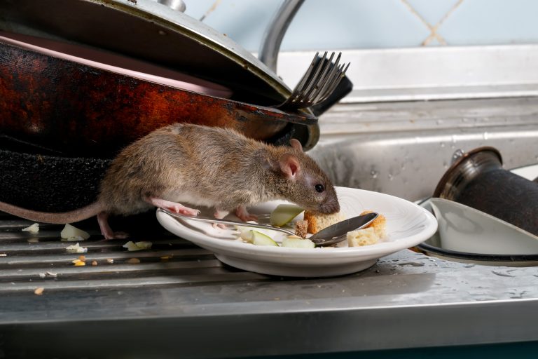 Rodent eats food off of dirty dishes in sink.