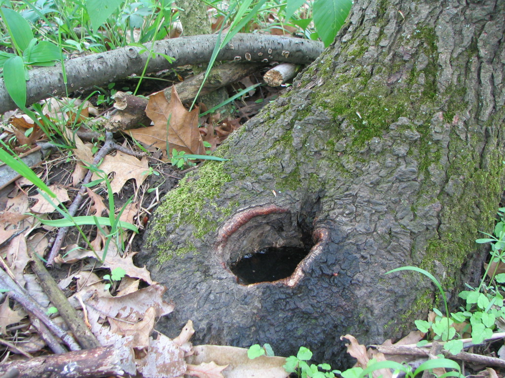 Tree hole at the base of tree.
