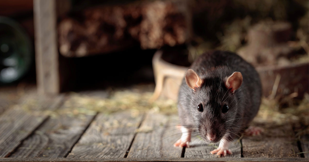 Rodent explores shelf