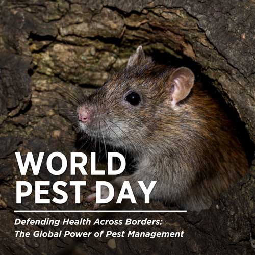 Image of single rodent with text reading "World Pest Day - Defending Health Across Borders: The Global Power of Pest Management."