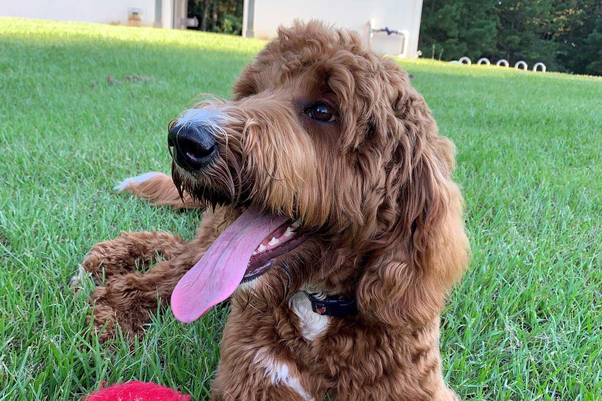Chocolate golden doodle laying upright in grass.
