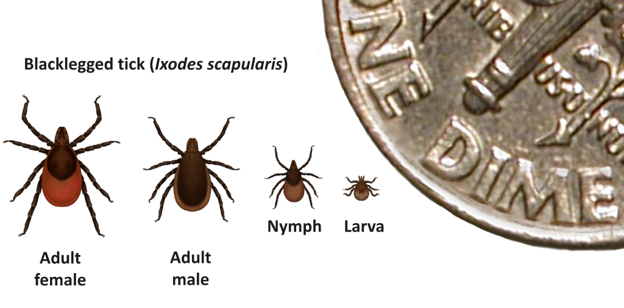 Graphic of Adult female, Adult male, Nymph, and Larva for Blacklegged tick compared to a dime.