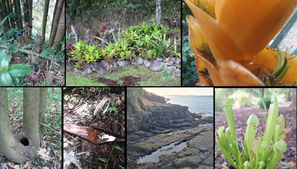 Collage of images where standing water occurs naturally providing mosquito breeding habitats.