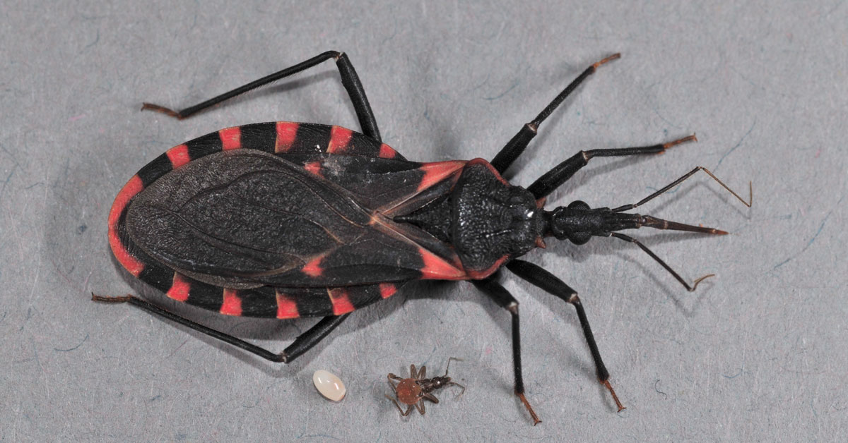 Large black bug with red markings next to nymph and egg of same species - Triatoma sanguisuga