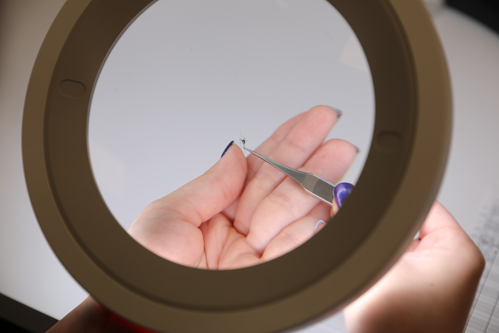 Mosquito held with forceps under a magnifying light