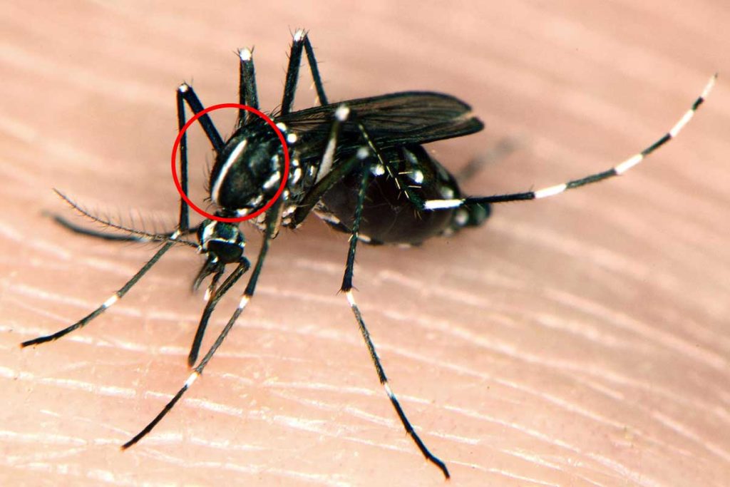 This is a photo of an Aedes albopictus mosquito, also called the Asian tiger mosquito. The dorsal surface of the thorax is marked with a red-outlined circle, highlighting the single white stripe running down the middle.