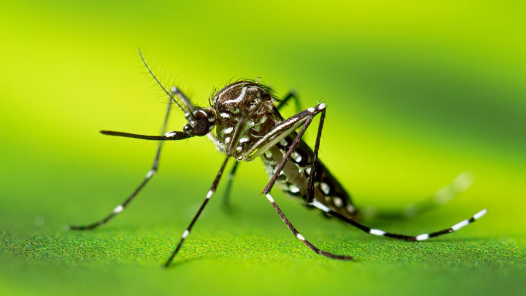 This photograph shows a resting adult female Aedes aegypti mosquito.
