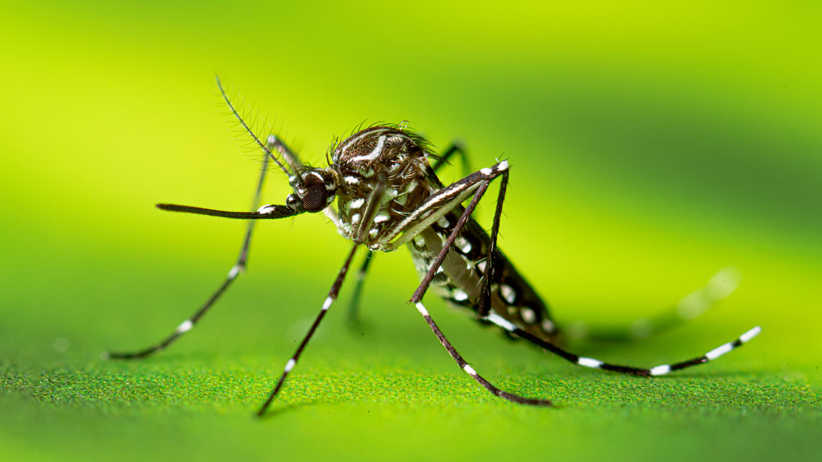 This photograph shows a resting adult female Aedes aegypti mosquito.