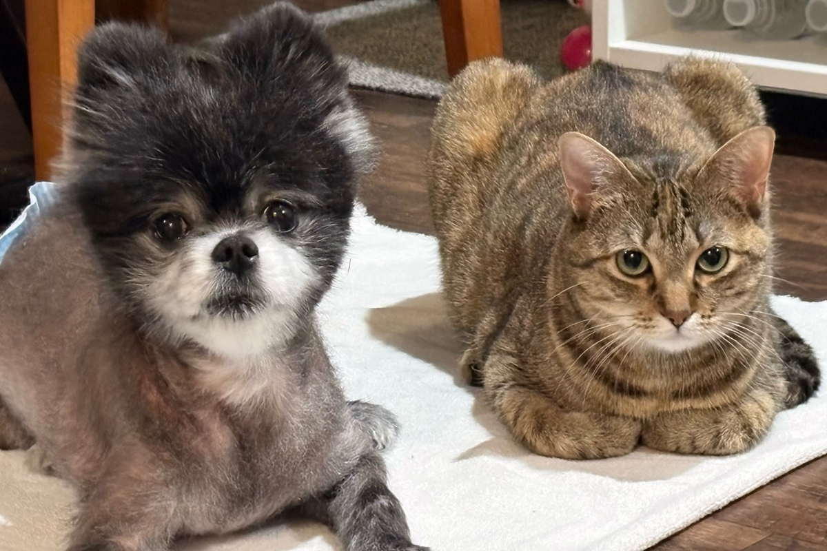 Cat and dog sit together on table