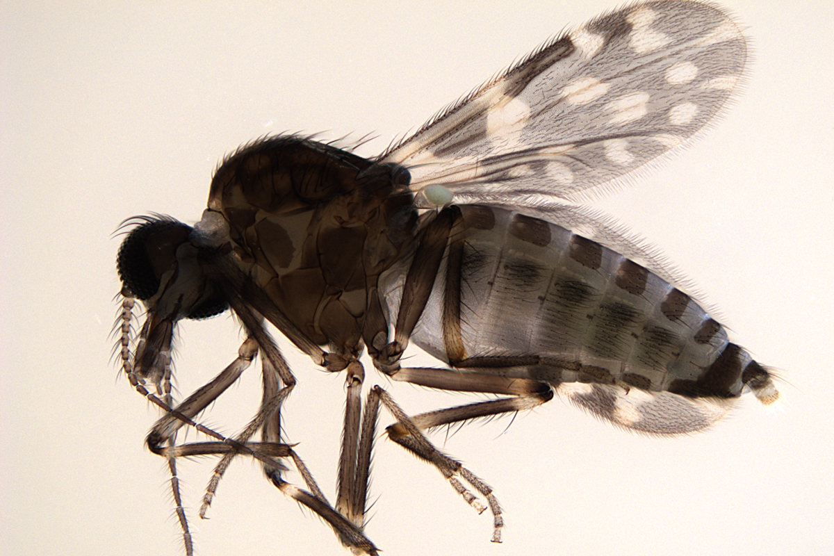 Images generated and MVCD of C. guttipennis