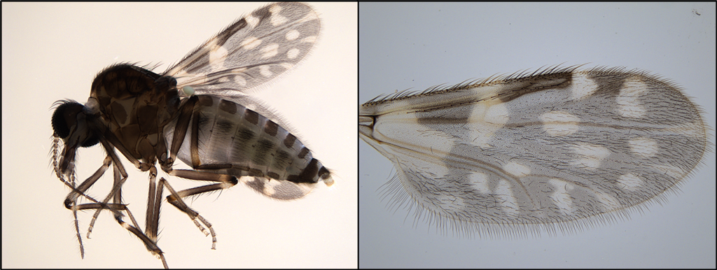 Figure 5. Images generated and MVCD of C. guttipennis (morphologically identified), one of many species we have imaged here at Harris County Public Health