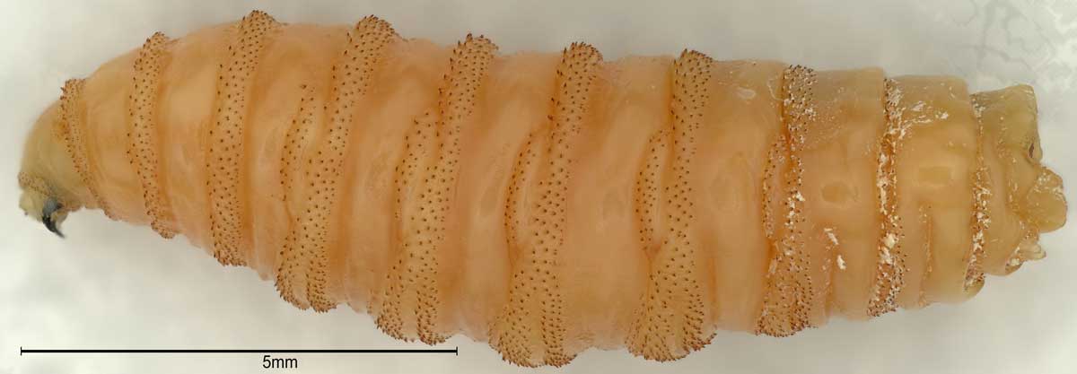 Created on December 27, 2024, this image depicts a third-instar larva of the New World screwworm, Cochliomyia hominivorax (family Calliphoridae).