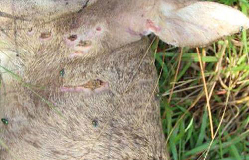 An image of lesions infested with New World Screwworm and other adult blow flies on a deceased key deer.