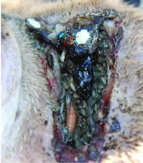 An animal wound infested with New World Screwworm