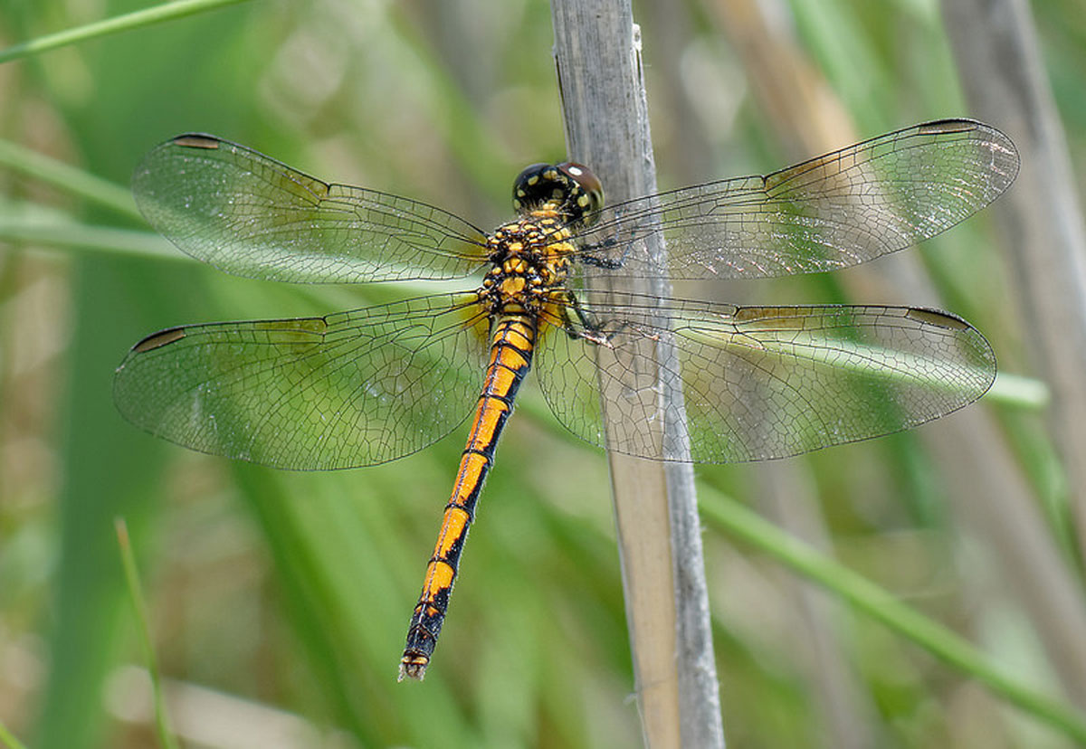 A dragonfly with yellow and black markings on its body, resting on a plant stem. This is a picture of a female Seaside Dragonlet.