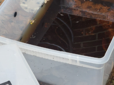 Outdoor plastic container filled with water and debris.