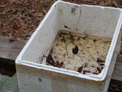 Image of open container in yard full of standing water where mosquitoes can breed.